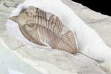 Huntonia Lingulifer (Rare Species) - Oklahoma #93153-4